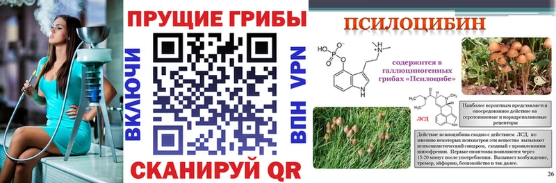 Галлюциногенные грибы Psilocybine cubensis Бузулук